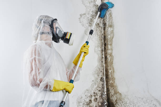 Professional Mold Removal in Spring Lake Park, MN