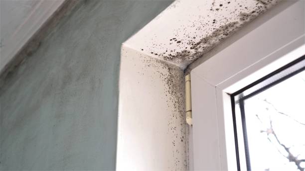 Best Emergency Mold Removal  in Spring Lake Park, MN