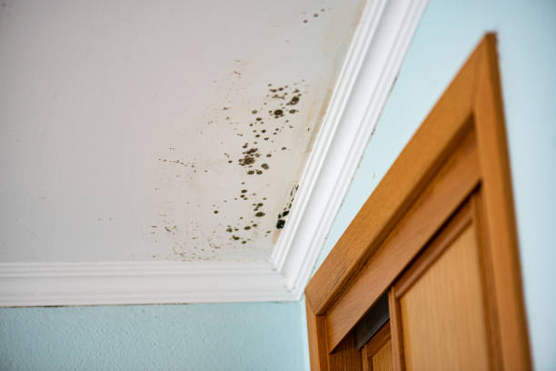 Best Residential Mold Removal  in Spring Lake Park, MN