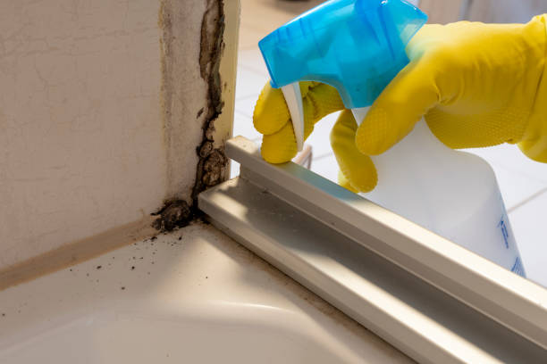 Best Fast Mold Removal  in Spring Lake Park, MN