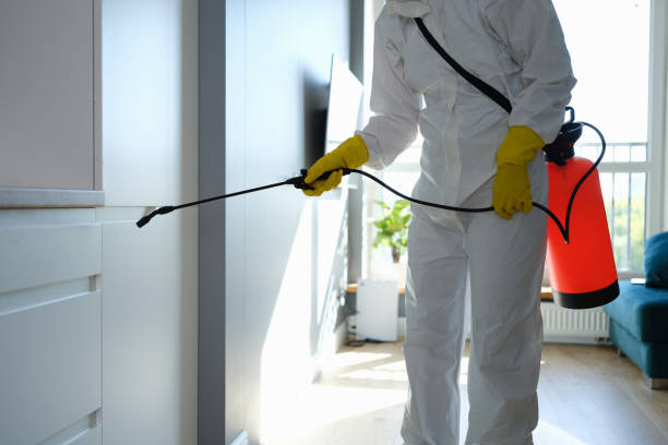 Best Mold Removal Company Near Me  in Spring Lake Park, MN