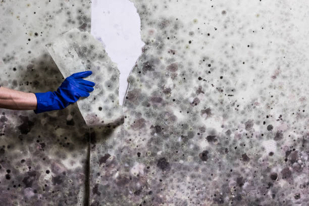Best Mold Cleaning Services  in Spring Lake Park, MN
