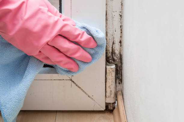 Certified Mold Removal in Spring Lake Park, MN